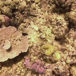 Seeing the lion fish was pretty exciting!