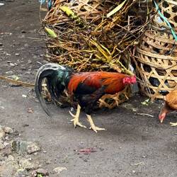 And they had chooks and roosters wandering about. I suspect they 'process' the roosters right there