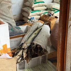 These are the biggest fish I've seen here. About 70cm. Pity they are dried