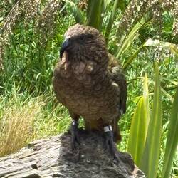 Kea, intelligenter und frecher Alpenpapagei