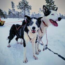 Saiva und Tubbs, sorgen für die PS.