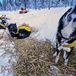 Salsa macht Krawall.