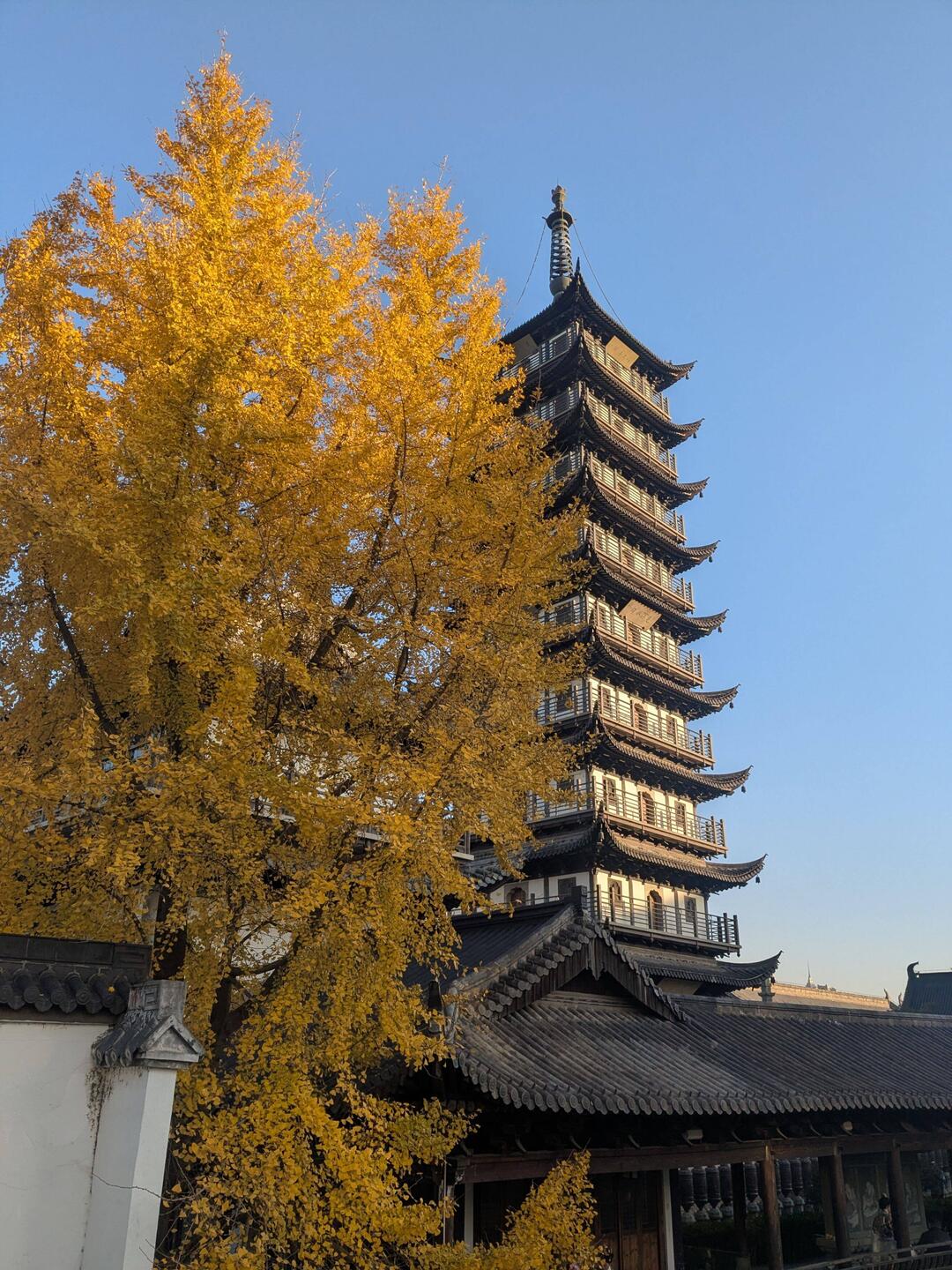 Tempel nördlich meiner Uni, Dezember ist Ginko-Zeit