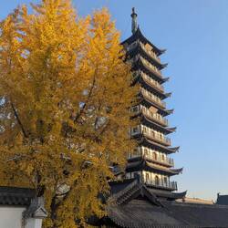 Tempel nördlich meiner Uni, Dezember ist Ginko-Zeit