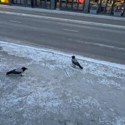 Selbst die Raben haben extra was an damit sie nicht frieren 🥶