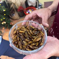 Les vers de soie qu'on a mangés