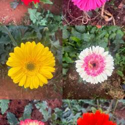 Des champs entiers de fleurs comme celles-ci. La orange c'est une pensée de Pauline à sa maman 🫶🏼