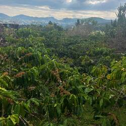 La plantation de café