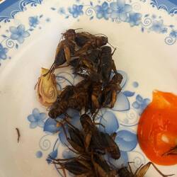 Les crickets qu'on a mangés : meilleurs