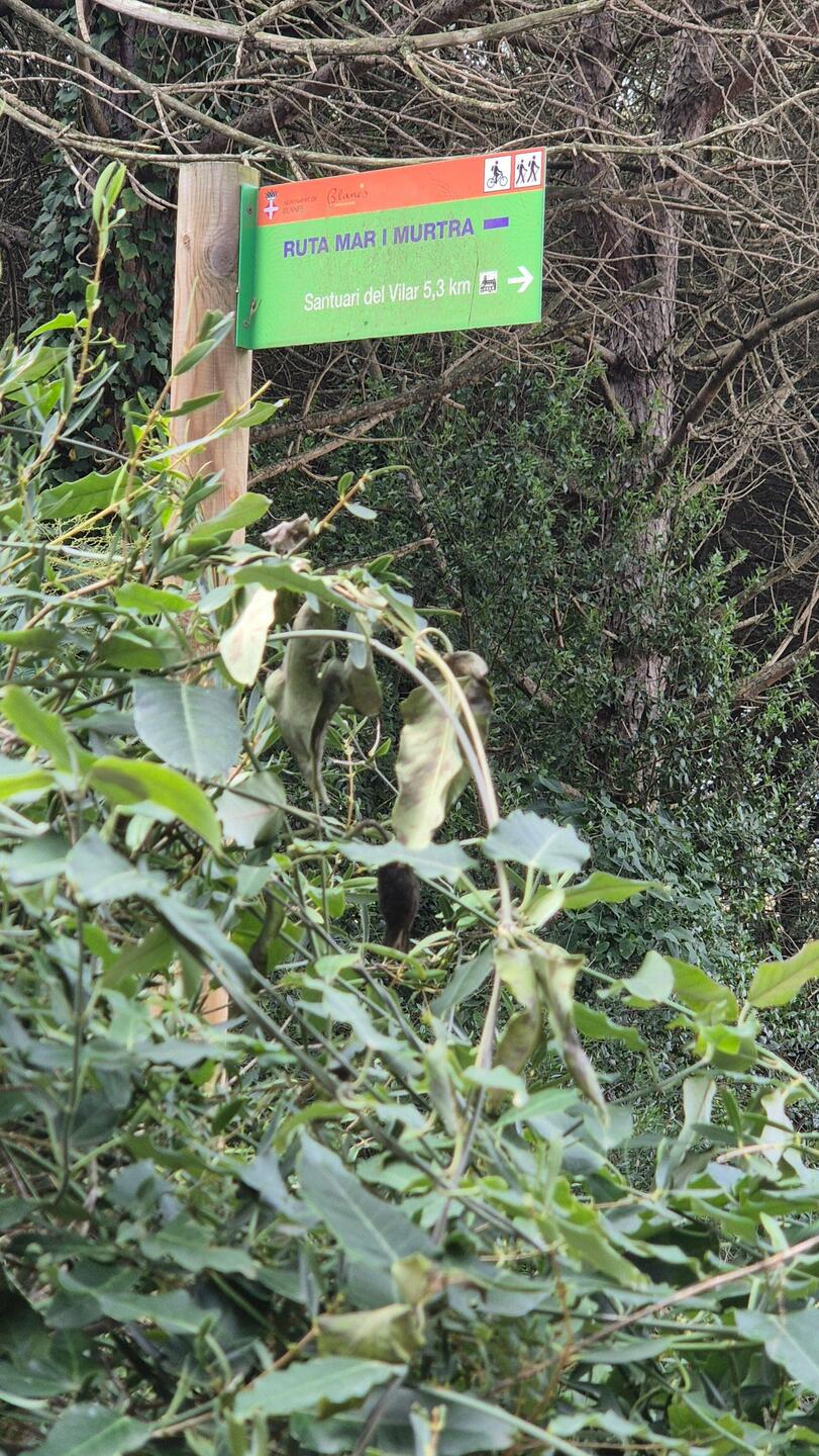 Endlich am Wanderweg, nach 3 km Asphalt gelatsche.