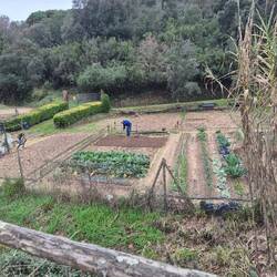 Hier wird schon fleißig gegärtnert 🫛🥒🫜🥔🥕🧅🥬🥦🫑🧄