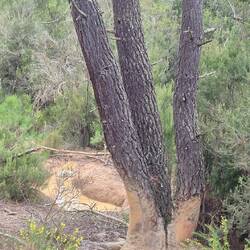 Wildschweinsuhle und Malbaum 🐗