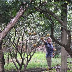 Picking pomelos