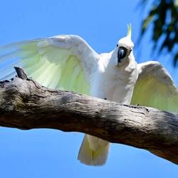 Arthurs Seat State Park, ein Gelbhaubenkakadu