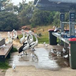 Pelikane… anstehen nach Fisch