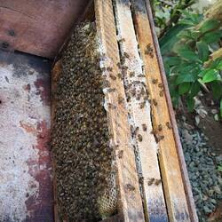 Visite chez un apiculteur et achat de gelée royale 🐝