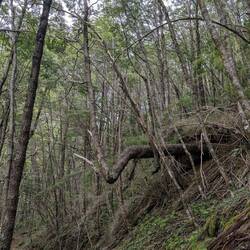 Ein unbelehrbarer Baum