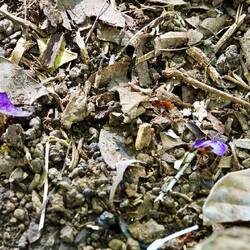 Blattschneideameisen