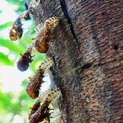 Was sich da verpuppt hat ?