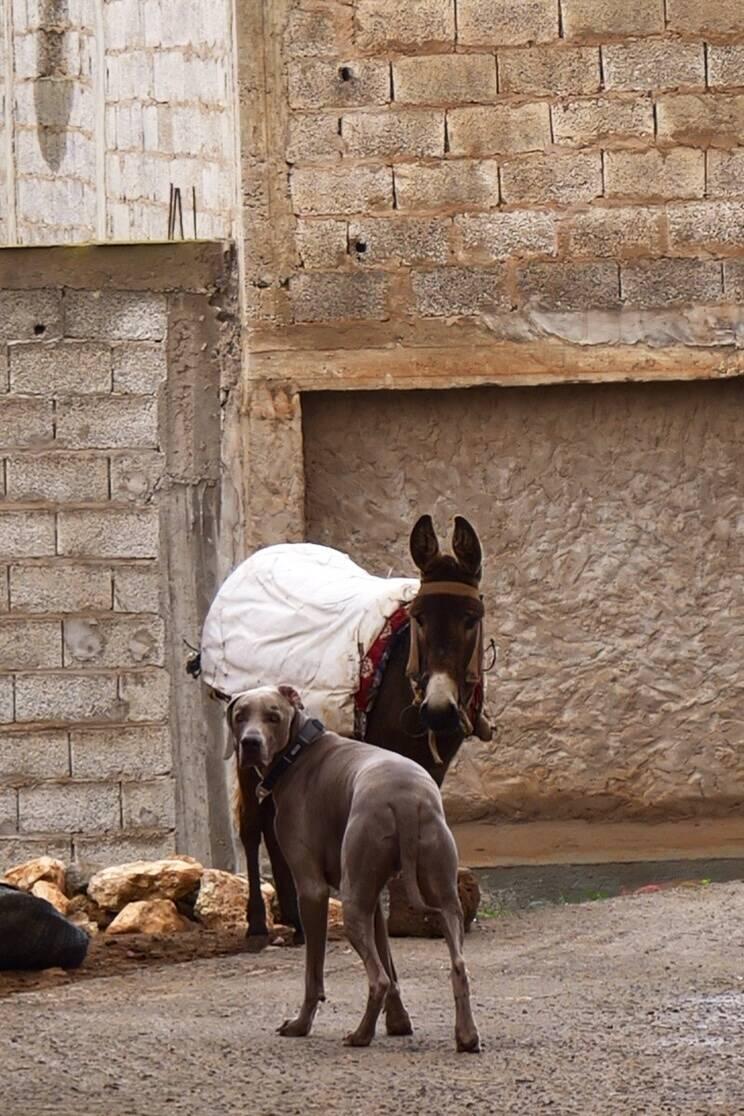 Wer ist hier der Esel?