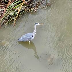 Gray Heron