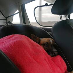 Der Hund ist überhaupt nicht begeistert