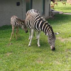 die Zebras lassen sich nicht stören