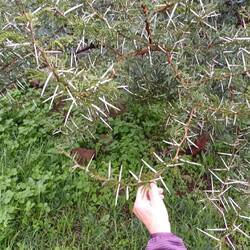 die meisten Pflanzen wissen sich zu wehren