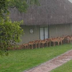 auch die Impalas stehen unter