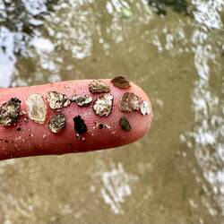 Gold (?) schimmert im Fluss