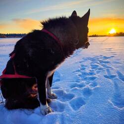 Bodie lächelt den Sonnenuntergang an. 🤗