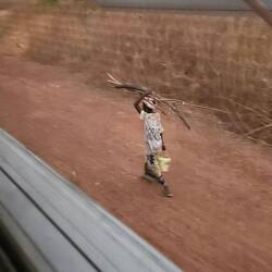 Er hat Holz gesammelt