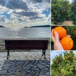 ..auch Mandarinen und dann wollte mir der nette Tankwart sogar eine Rose abschneiden und schenken..☺️