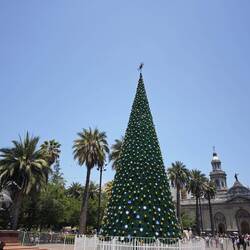 schöner Kontrast - Weihnachtsbaum zwischen Palmen