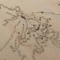 Dieses Kunstwerk macht ein kleiner Krebs