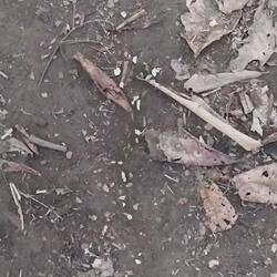 Blattschneiderameisen