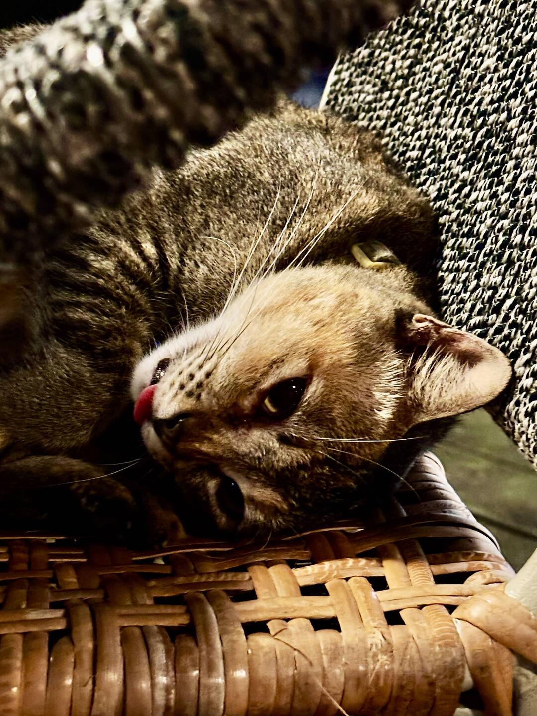 Muuuzi🐈😻