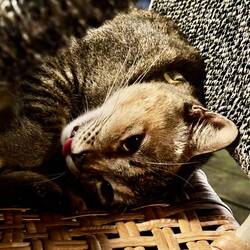 Muuuzi🐈😻