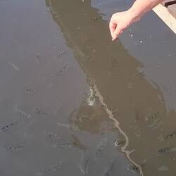 Poissons gicleurs 🤪