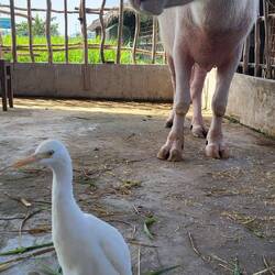 Le bœuf est considéré comme un membre de la famille 🇻🇳