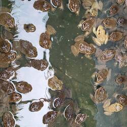 Élevage de grenouilles 🐸