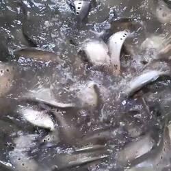 Élevage de poissons 😅