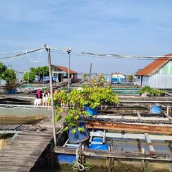 Ferme aux poissons 🐟