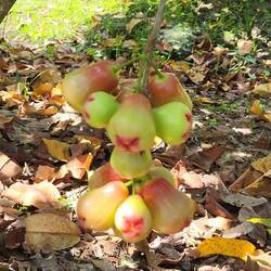 Un style de pommes acidulées 🍎