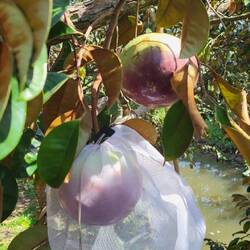 Pommes de lait bio, protégées par des filets anti-insectes 🐛