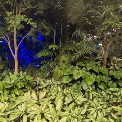 Spaziergang im Dschungel