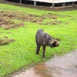 Bartschwein