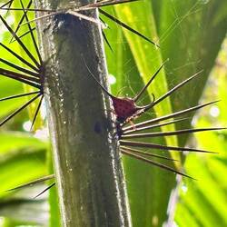 Dornspinne