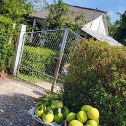 Dégustation de pomélo