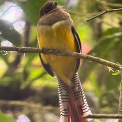 Chubby bird ... I have no idea the name.